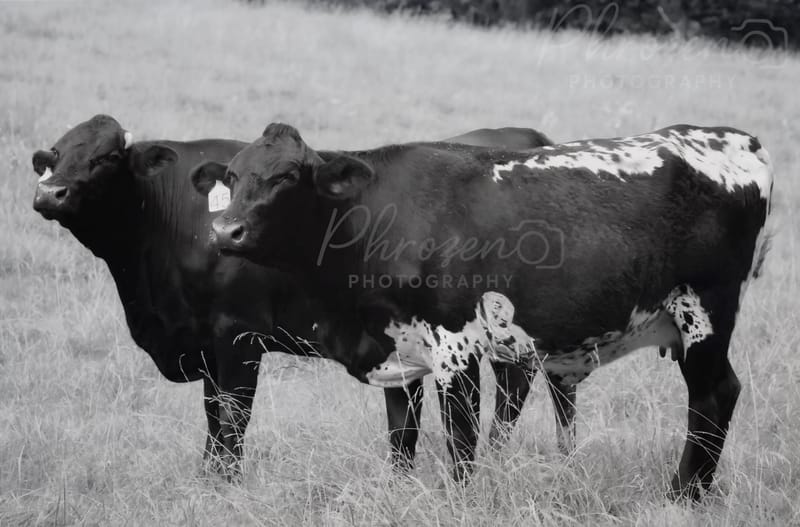 The Wild Story Collection