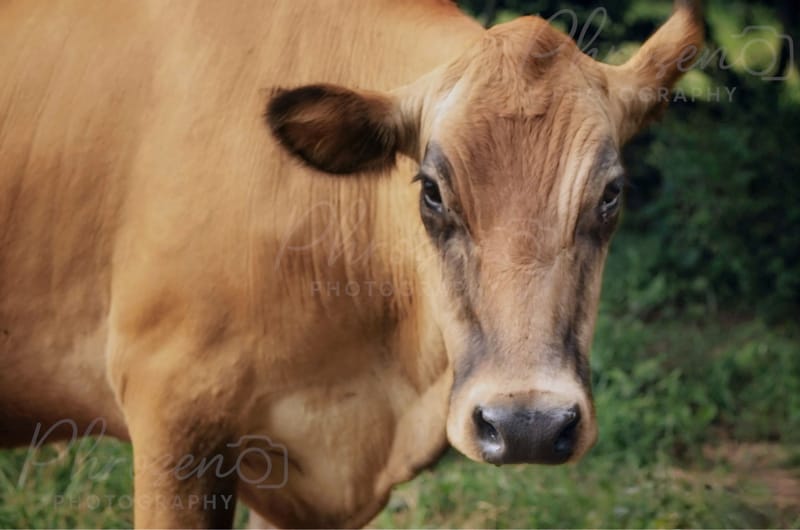 The Wild Story Collection