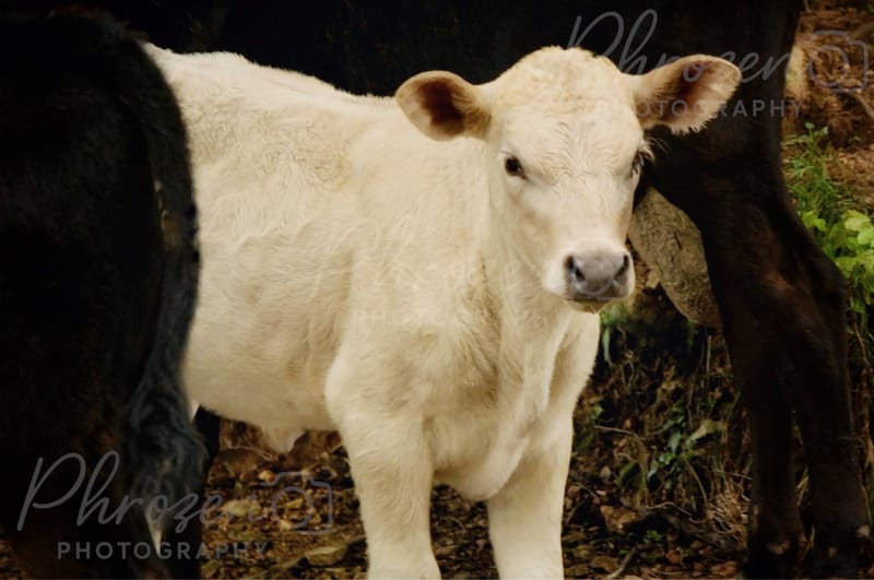 The Wild Story Collection