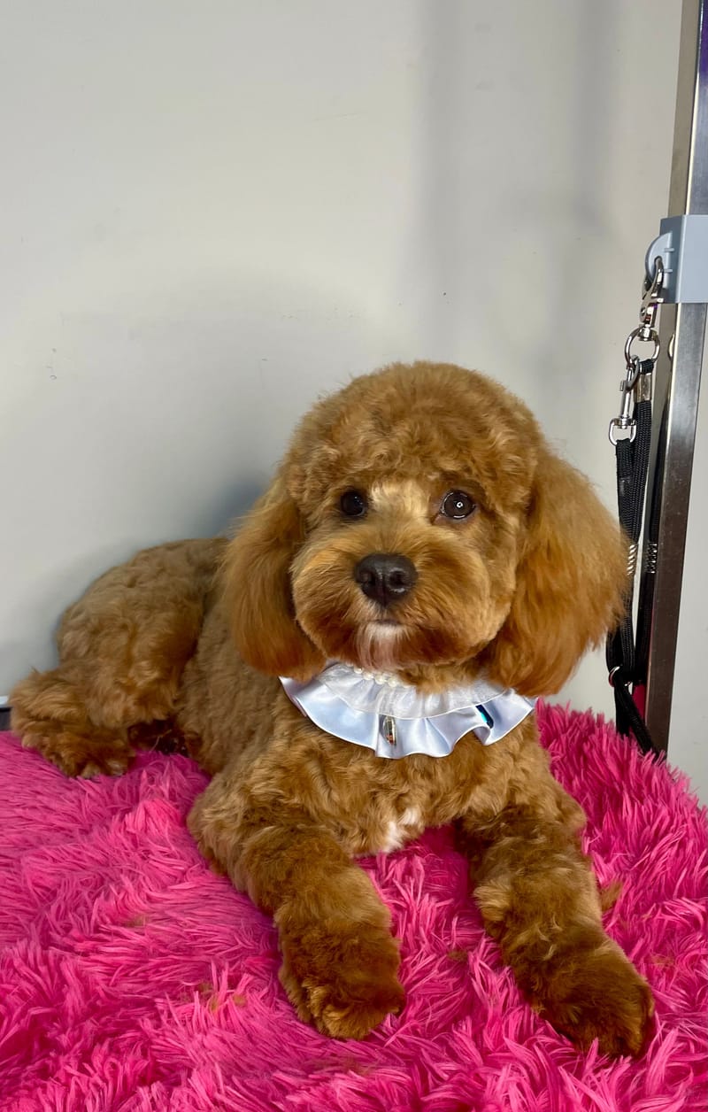 Full Groom