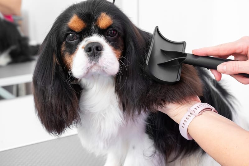 Mini Groom
