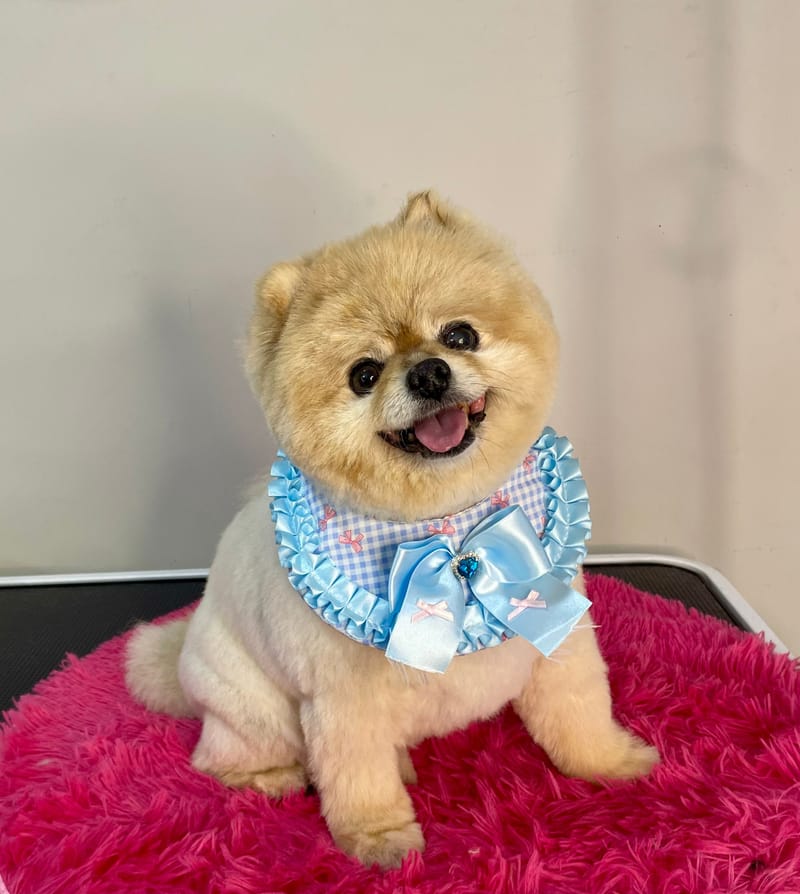 No Pawblems Dog Grooming