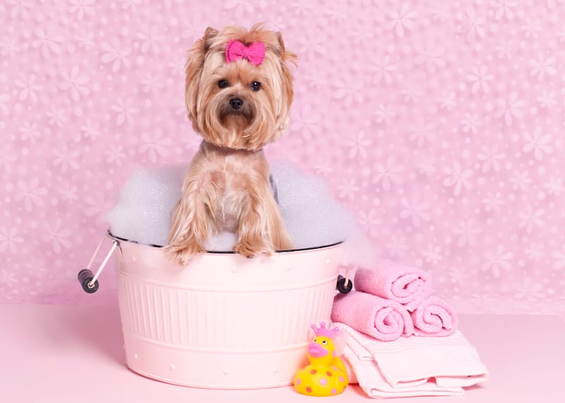 No Pawblems Dog Grooming