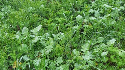 Nem sok gazda ismeri el: be kellene fejezni a szántást a földeken