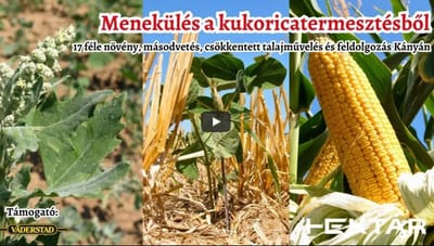 Menekülés a kukoricatermesztésből HEKTÁR Agrármédia - Dr. Gergácz Zoltán
