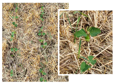 Kulcs a mulcs - Egyre fontosabb szempont a földeken a vízmegtartás