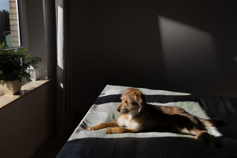 Vente de Tiny-Houses