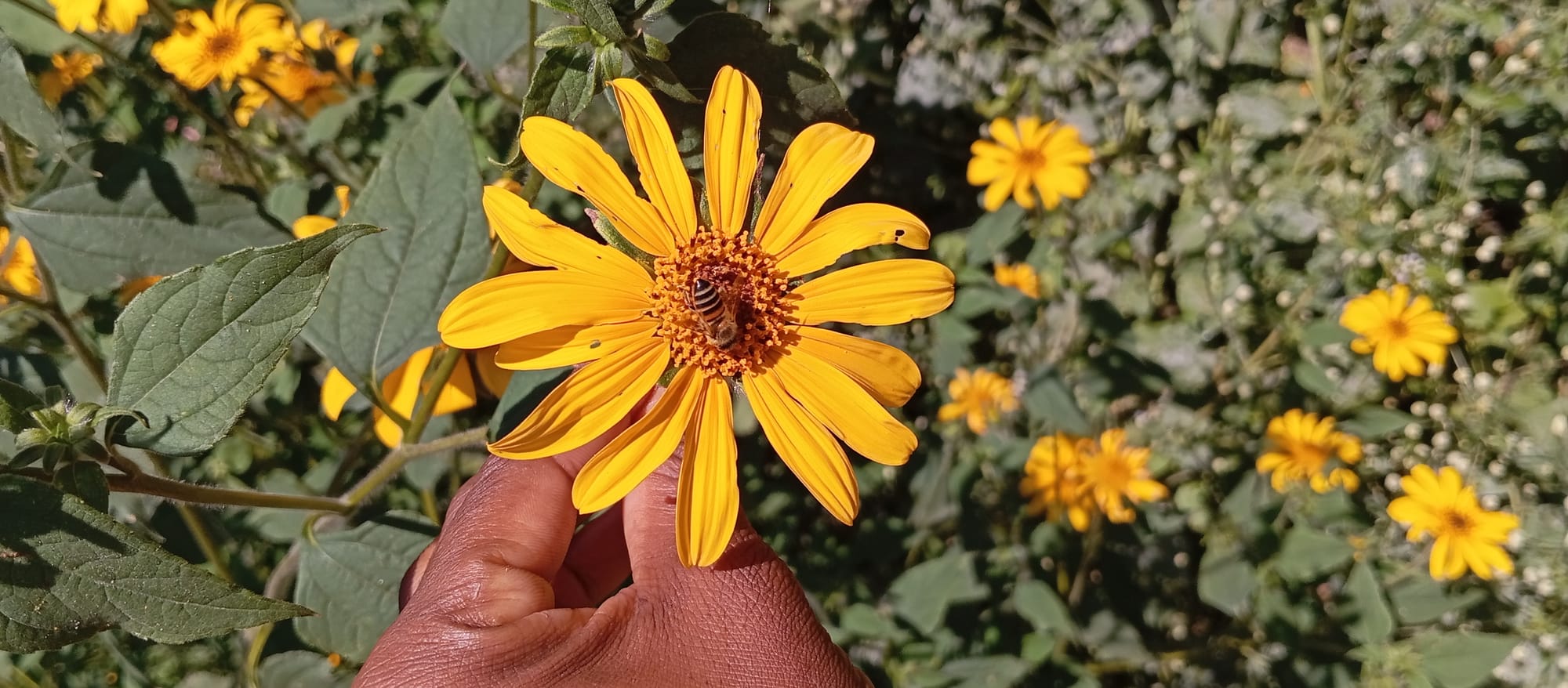 BE~E INSPIRED BY NATURE TO NOURISH US ALL