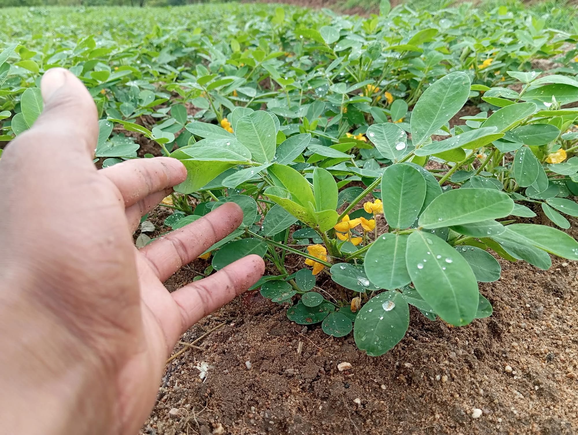 IF YOU PLANT THE SEED NOW, HOW LONG DOES IT TAKE TO BE READY FOR CONSUMPTION, AND WHAT ARE THE REQUIRED ESSENTIALS?