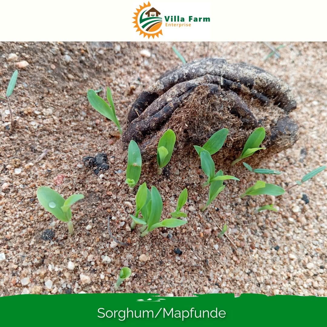 SMALL GRAIN CROPS, CLIMATE ADAPTATION & NUTRITIOUS FOOD SECURITY