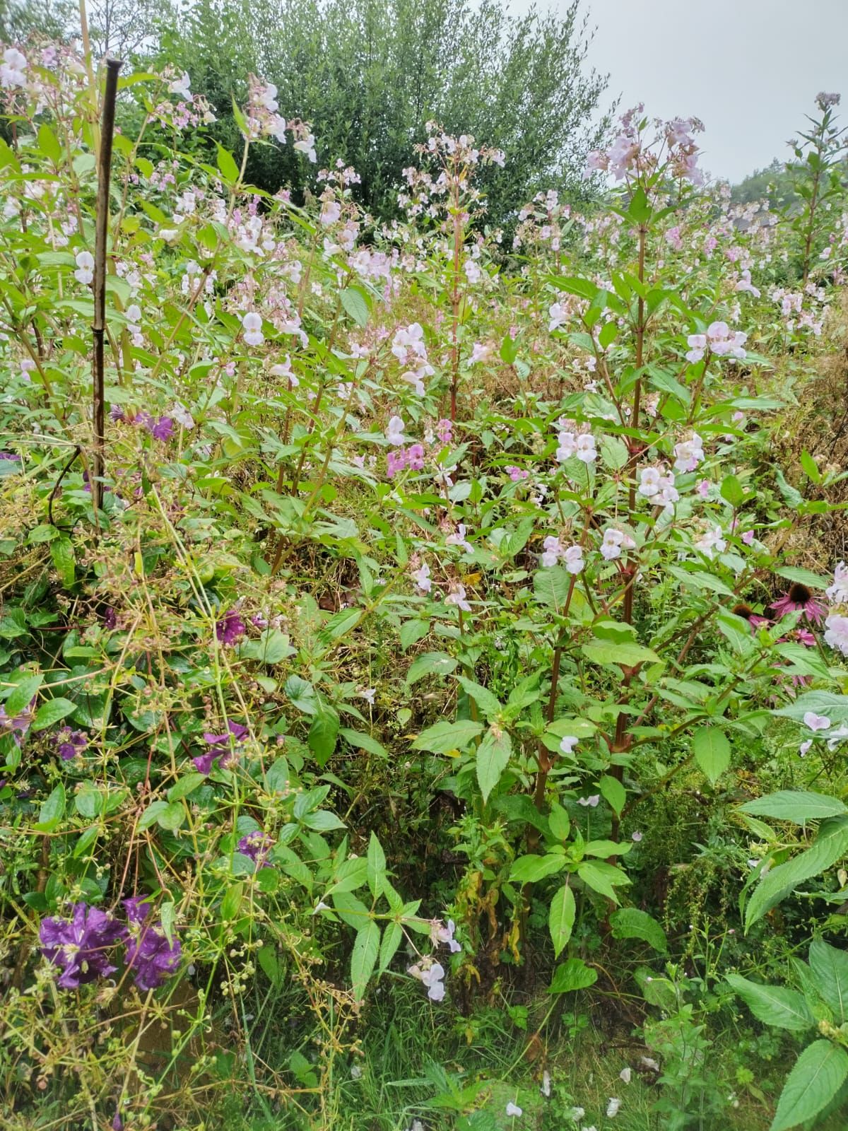 Dons garden