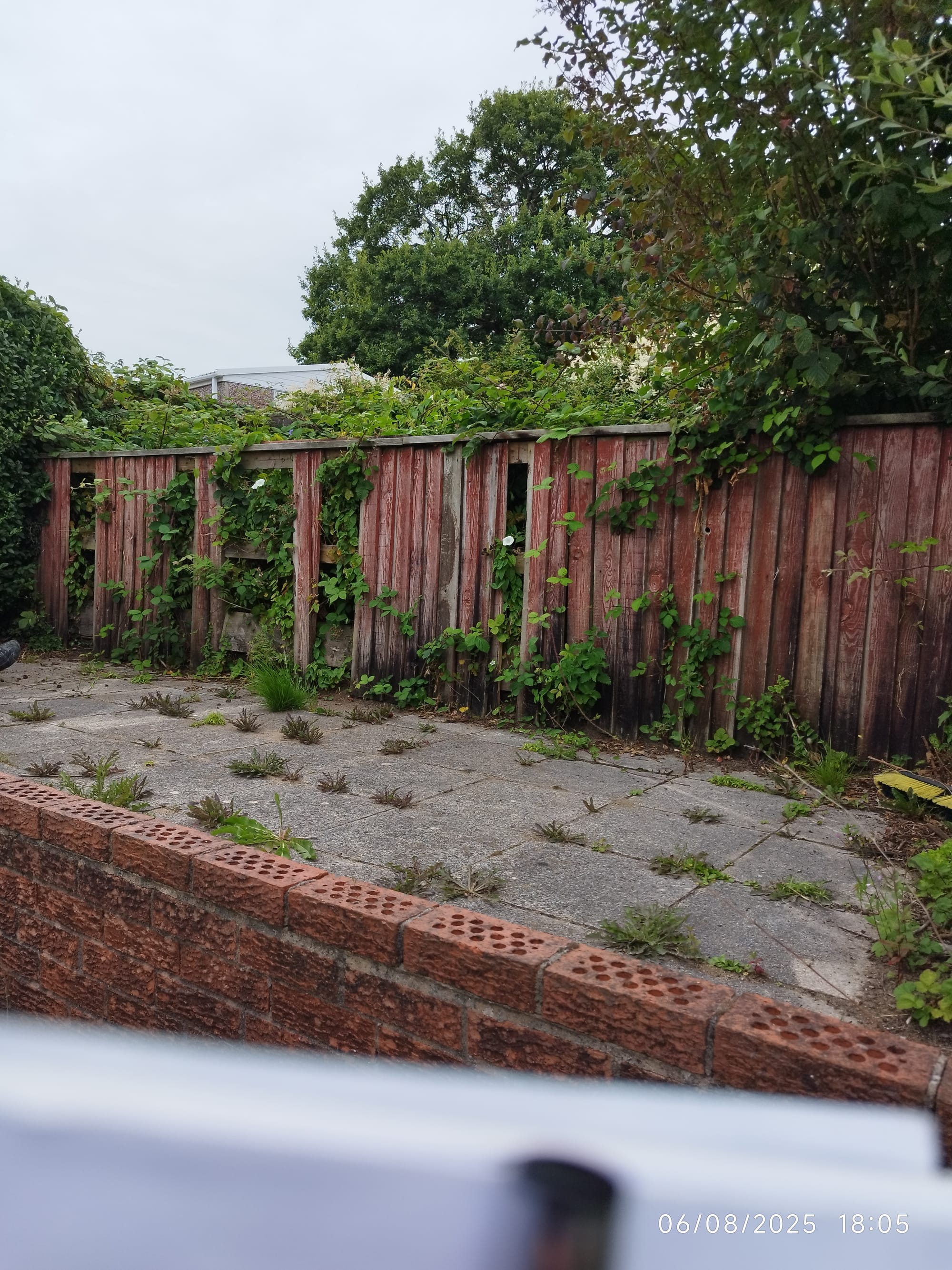 Toms garden