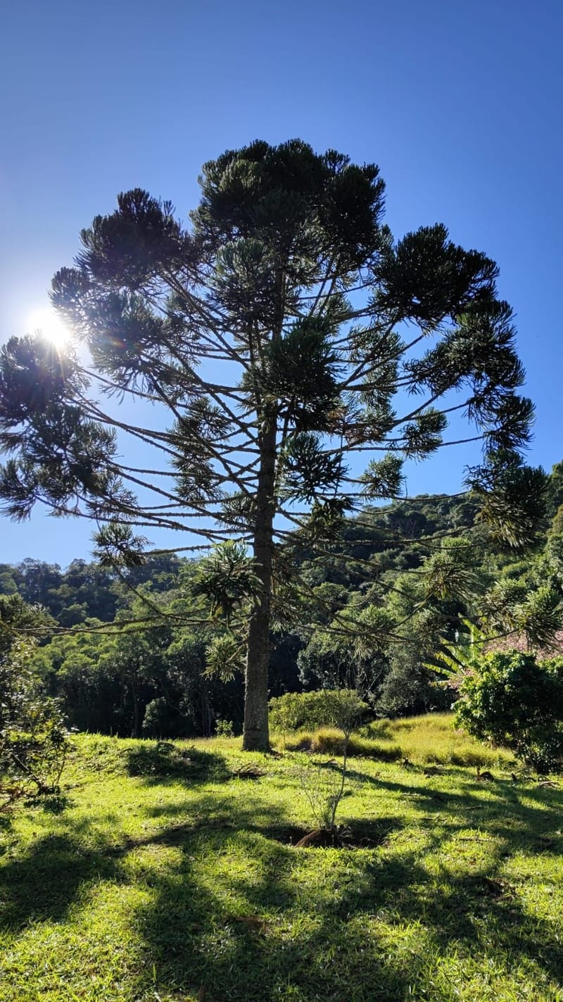 INSPIRADO PELA SERENIDADE E ELEGÂNCIA DAS ARAUCÁRIAS...