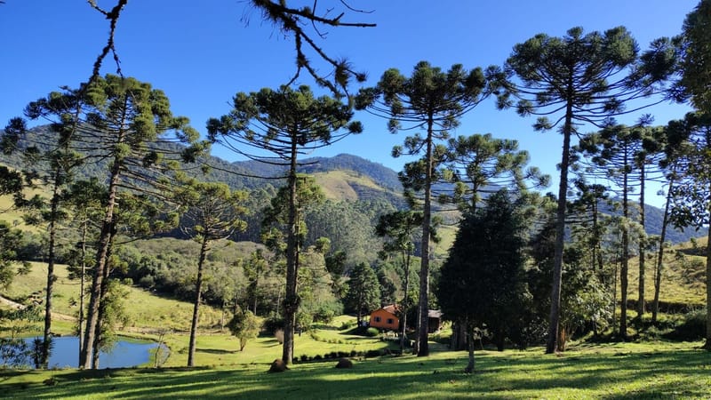 INSPIRADO PELA SERENIDADE E ELEGÂNCIA DAS ARAUCÁRIAS...
