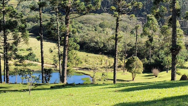 INSPIRADO PELA SERENIDADE E ELEGÂNCIA DAS ARAUCÁRIAS...