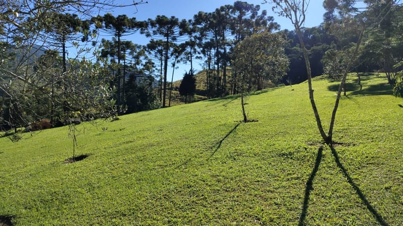INSPIRADO PELA SERENIDADE E ELEGÂNCIA DAS ARAUCÁRIAS...