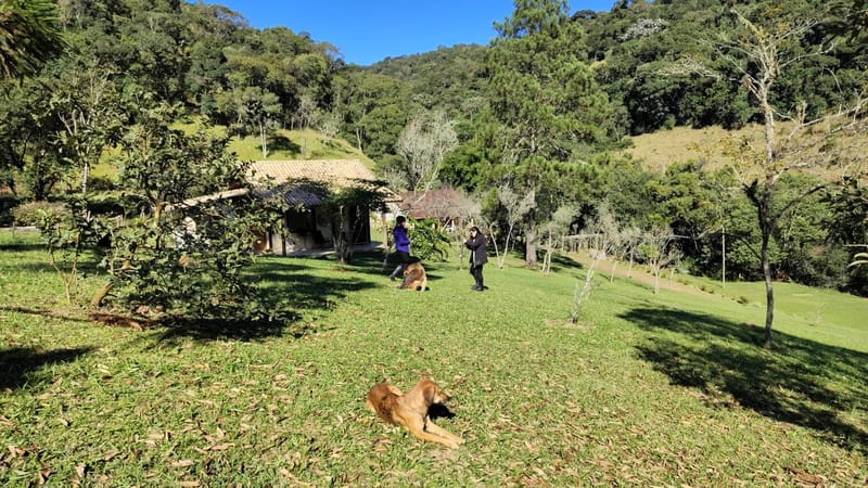 INSPIRADO PELA SERENIDADE E ELEGÂNCIA DAS ARAUCÁRIAS...