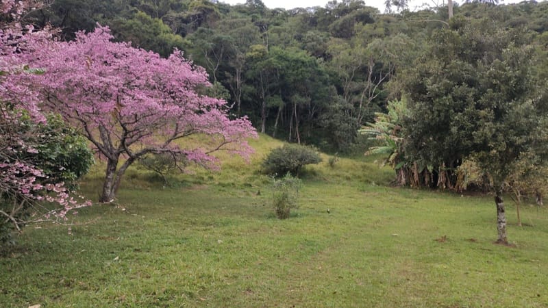 INSPIRADO PELA SERENIDADE E ELEGÂNCIA DAS ARAUCÁRIAS...