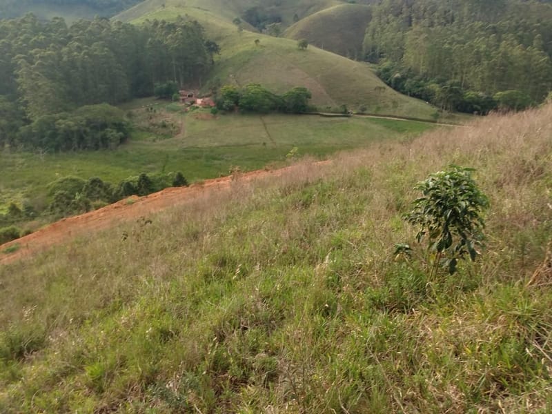 INSPIRADO PELA SERENIDADE E ELEGÂNCIA DAS ARAUCÁRIAS...