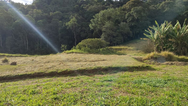 INSPIRADO PELA SERENIDADE E ELEGÂNCIA DAS ARAUCÁRIAS...
