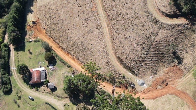 INSPIRADO PELA SERENIDADE E ELEGÂNCIA DAS ARAUCÁRIAS...