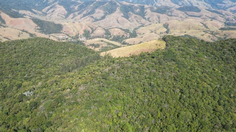 INSPIRADO PELA SERENIDADE E ELEGÂNCIA DAS ARAUCÁRIAS...