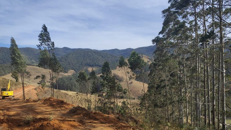 INSPIRADO PELA SERENIDADE E ELEGÂNCIA DAS ARAUCÁRIAS...