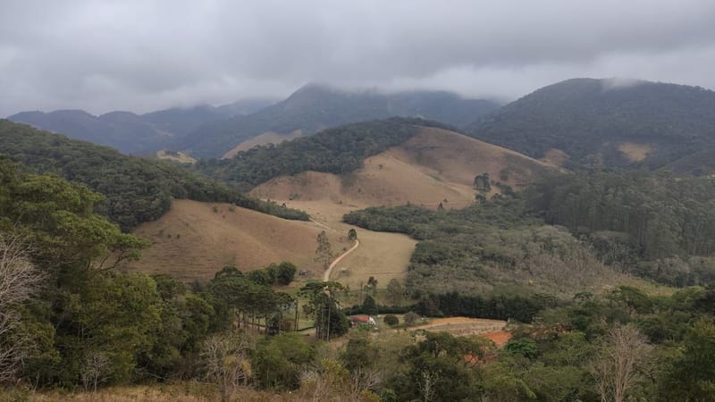 INSPIRADO PELA SERENIDADE E ELEGÂNCIA DAS ARAUCÁRIAS...