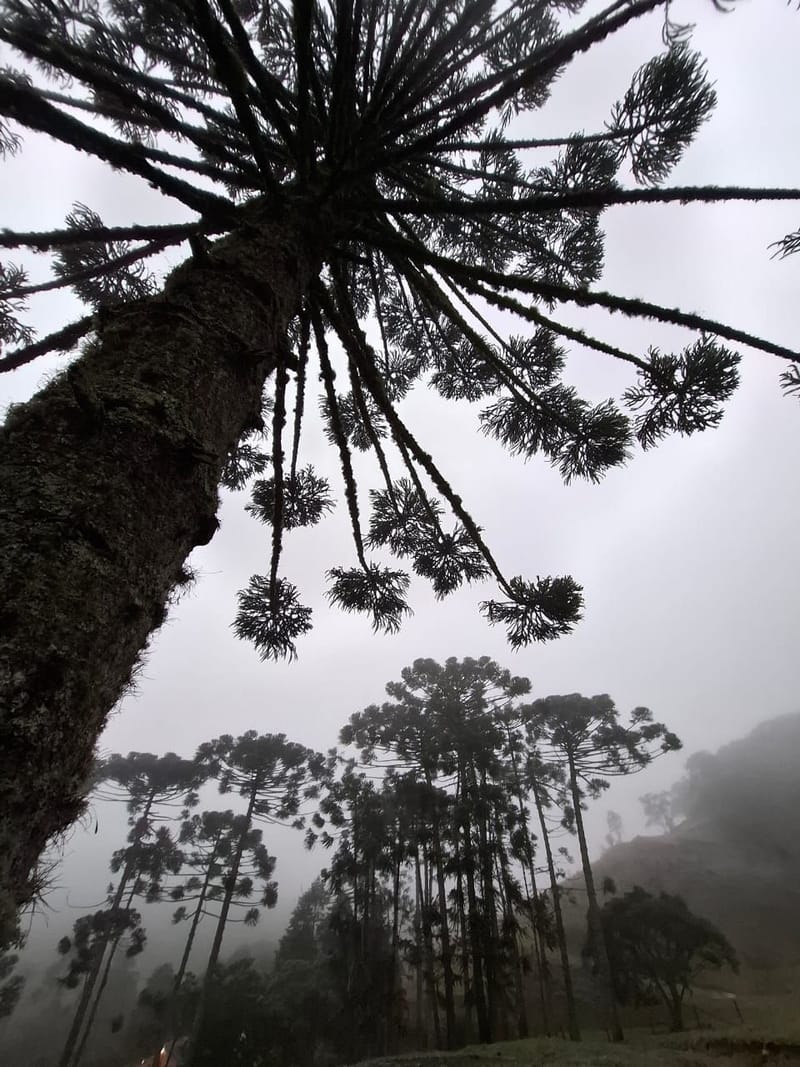 2ª FASE - QUINTAS MERLOT