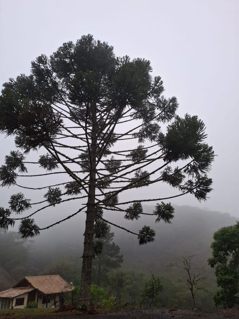 INSPIRADO PELA SERENIDADE E ELEGÂNCIA DAS ARAUCÁRIAS...