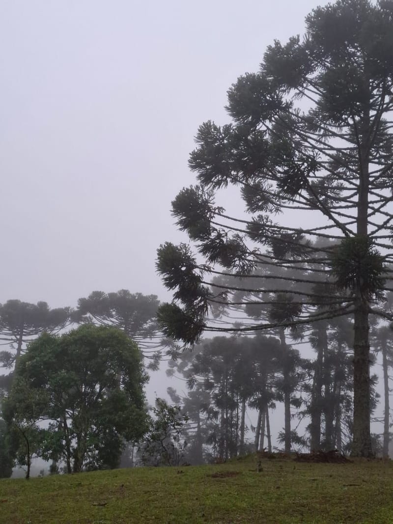 INSPIRADO PELA SERENIDADE E ELEGÂNCIA DAS ARAUCÁRIAS...
