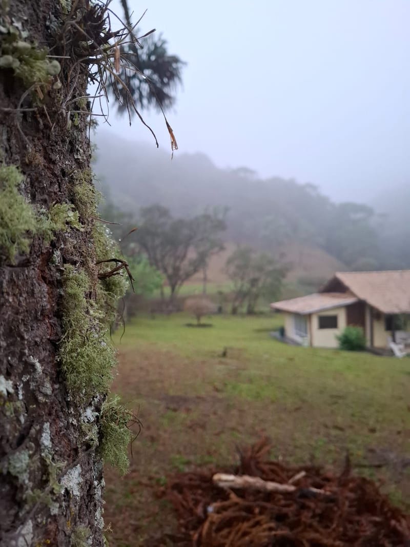 INSPIRADO PELA SERENIDADE E ELEGÂNCIA DAS ARAUCÁRIAS...