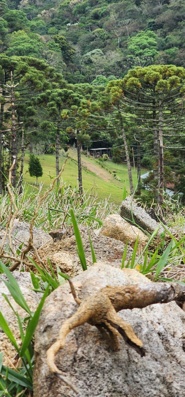 INSPIRADO PELA SERENIDADE E ELEGÂNCIA DAS ARAUCÁRIAS...