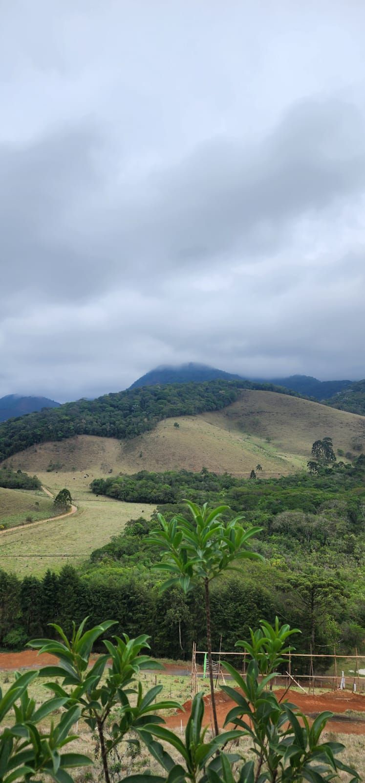 INSPIRADO PELA SERENIDADE E ELEGÂNCIA DAS ARAUCÁRIAS...