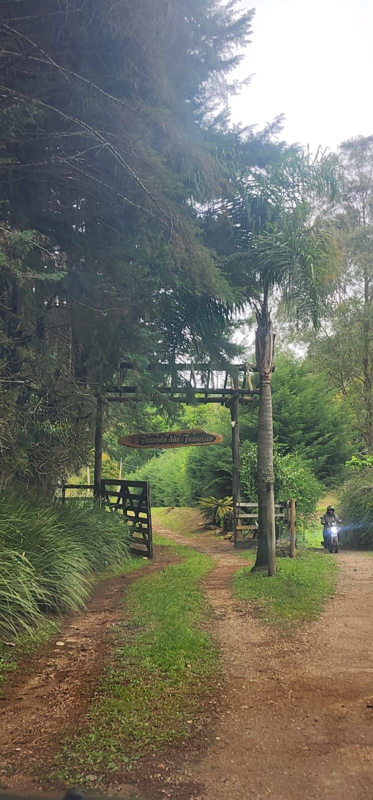 INSPIRADO PELA SERENIDADE E ELEGÂNCIA DAS ARAUCÁRIAS...