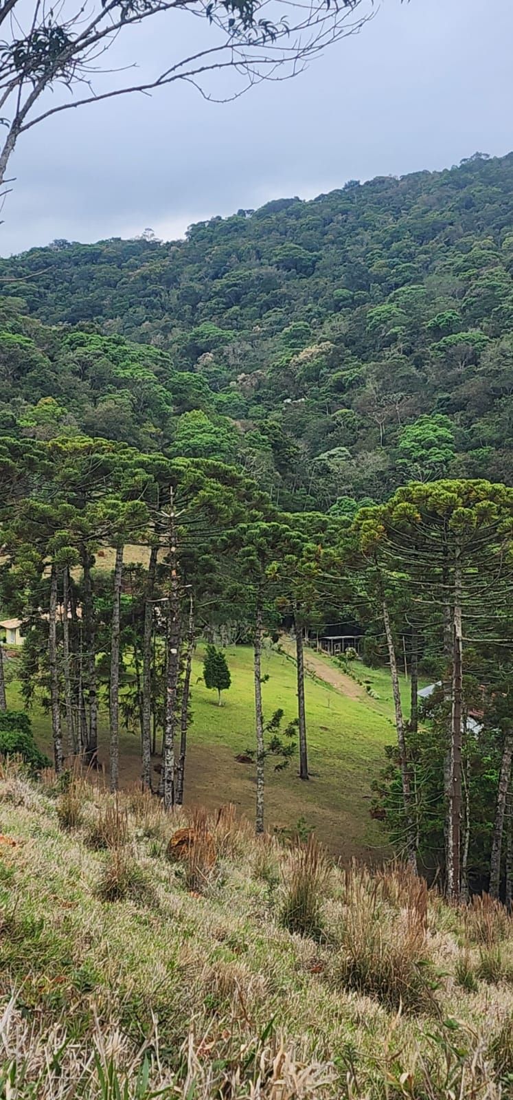 INSPIRADO PELA SERENIDADE E ELEGÂNCIA DAS ARAUCÁRIAS...