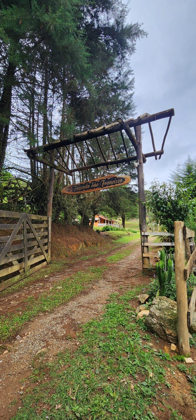 INSPIRADO PELA SERENIDADE E ELEGÂNCIA DAS ARAUCÁRIAS...