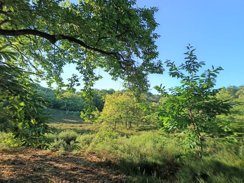 Bain de forêt en groupe