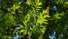 Bain de forêt en groupe