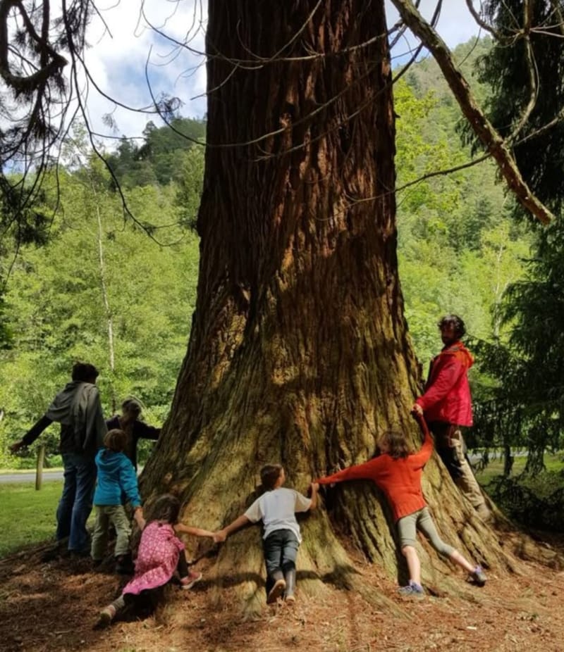 🌳 Sylvothérapie pour petits explorateurs (et leurs parents)