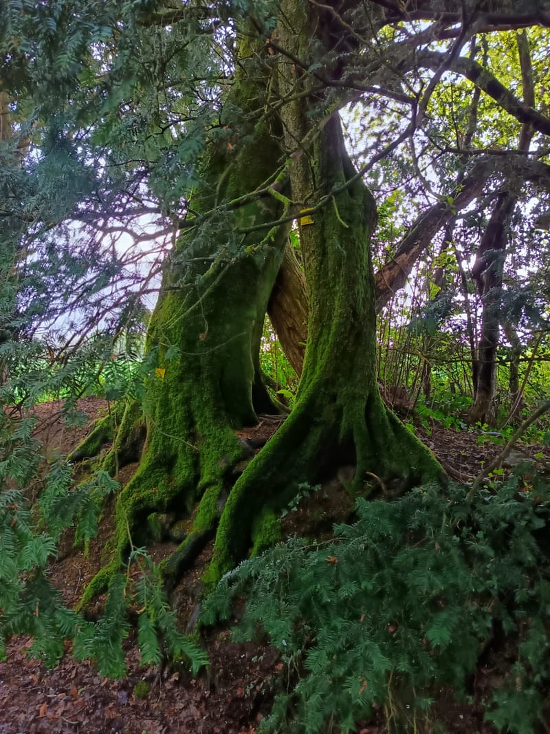 Bain de forêt en groupe (adultes)