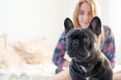 🐶 French Bulldog Puppies in Houston: What Every Dog Lover Should Know