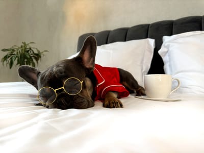 🐶 French Bulldog Puppies in Dallas, Texas: What You Need to Know