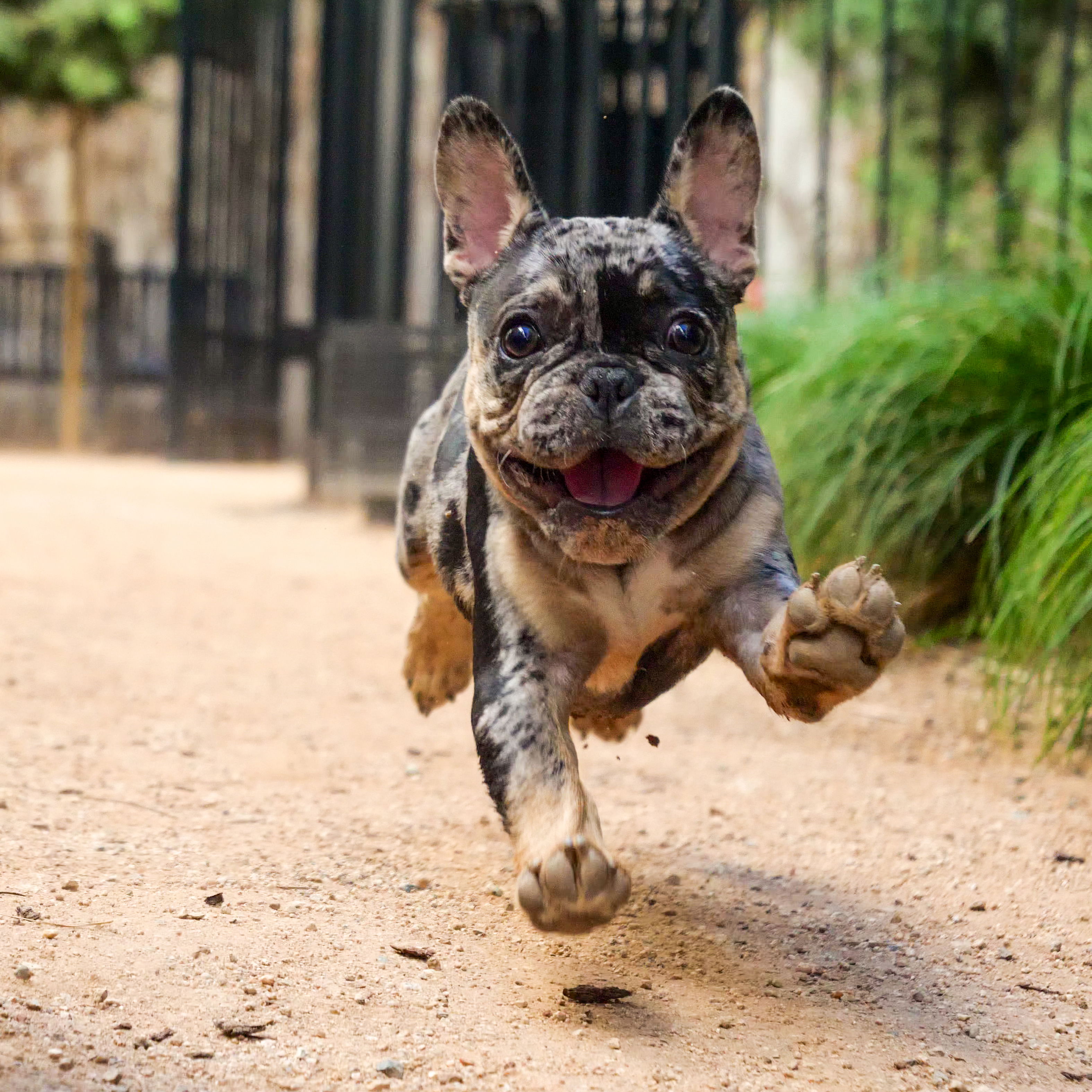 french bulldog puppies houston texas