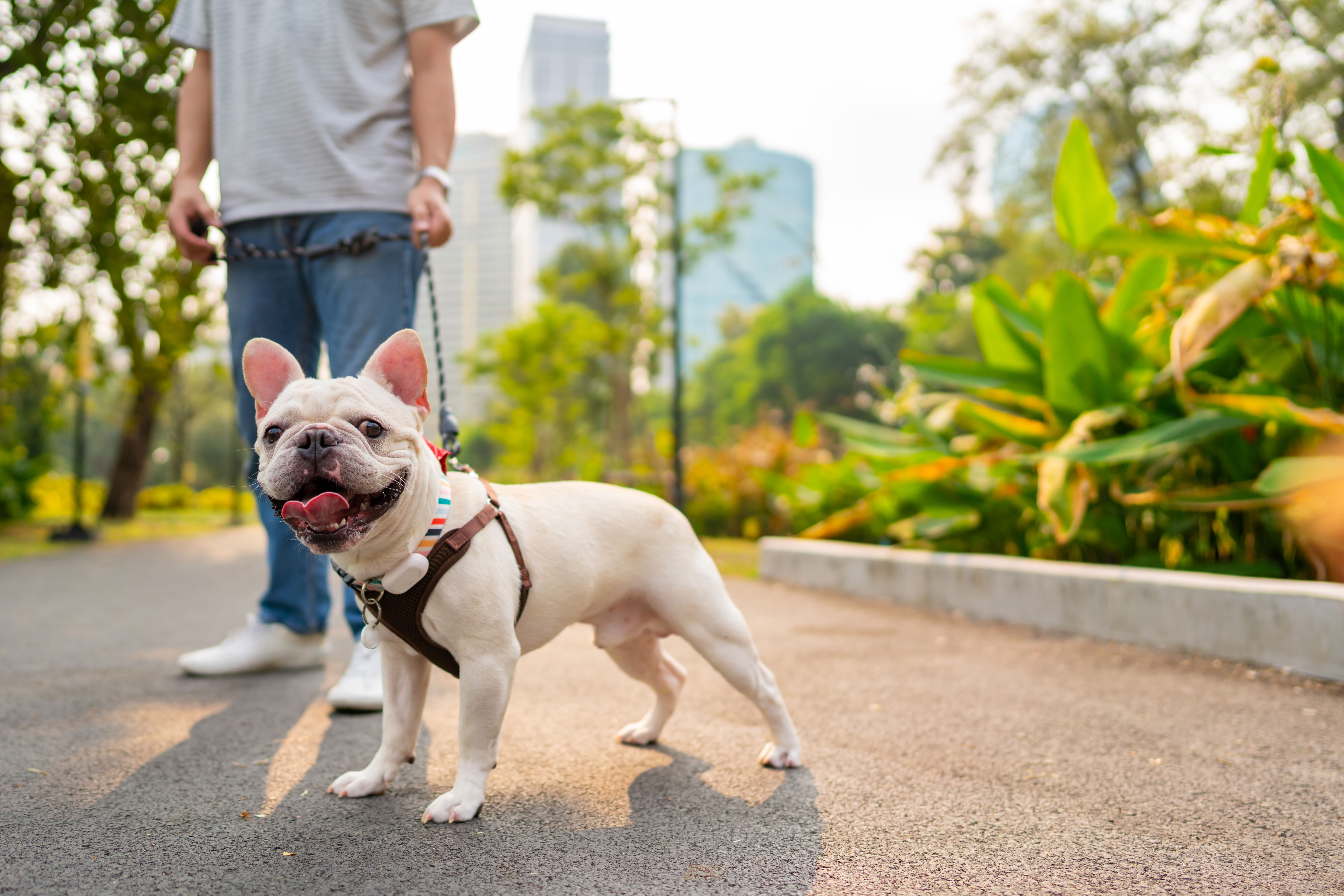 french bulldog puppies austin texas