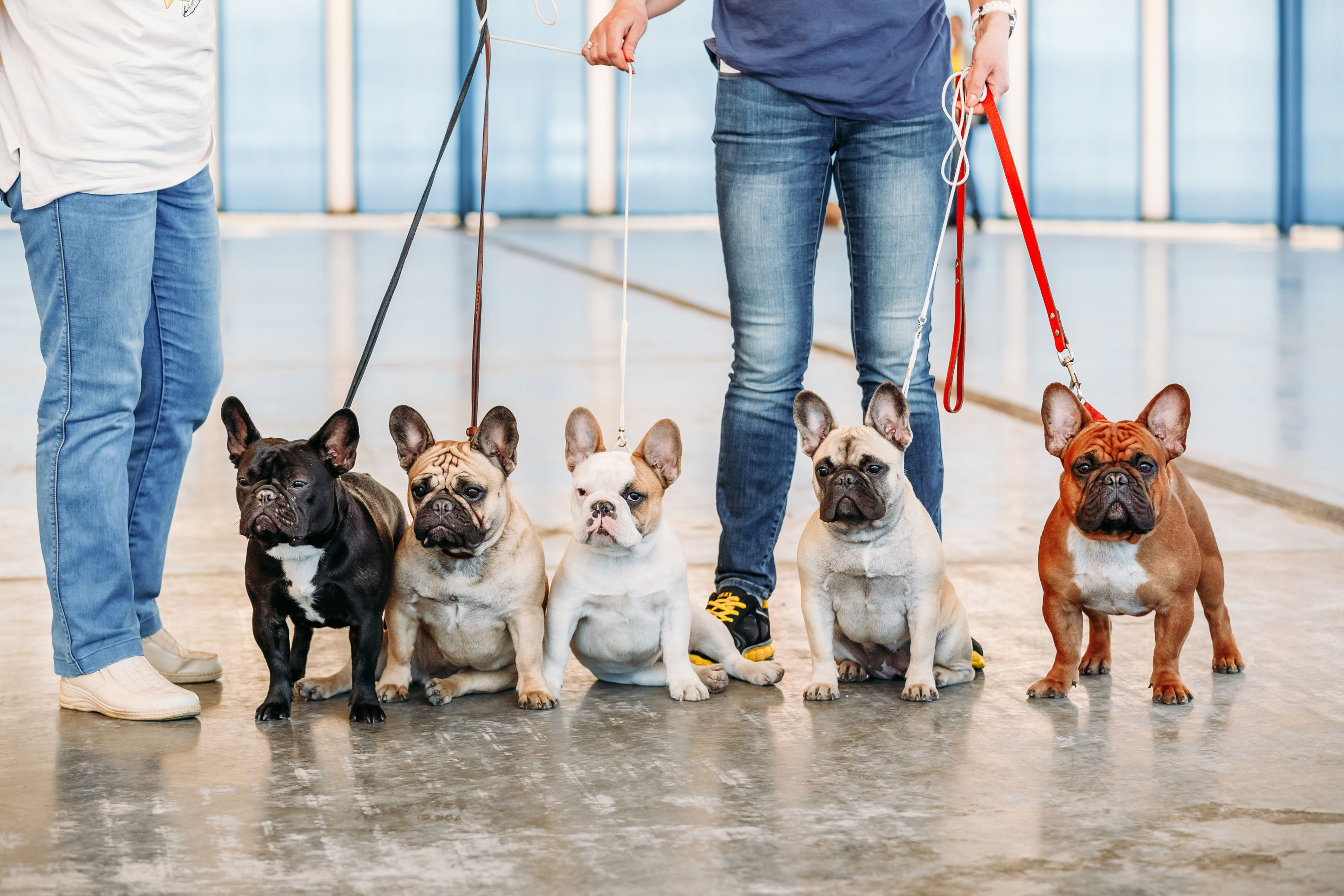 french bulldog puppies dallas texas 