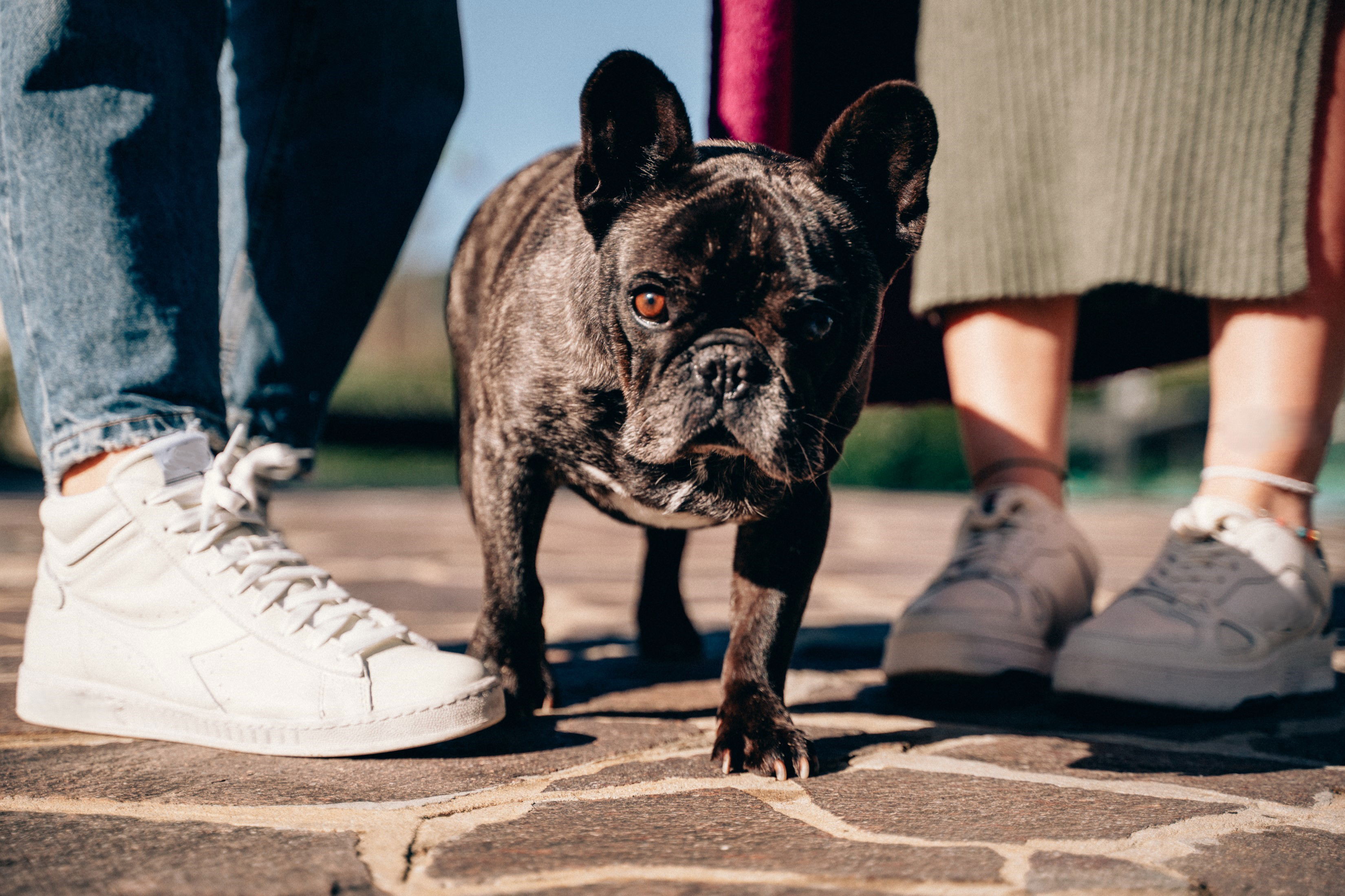 french bulldog puppies san antonio texas