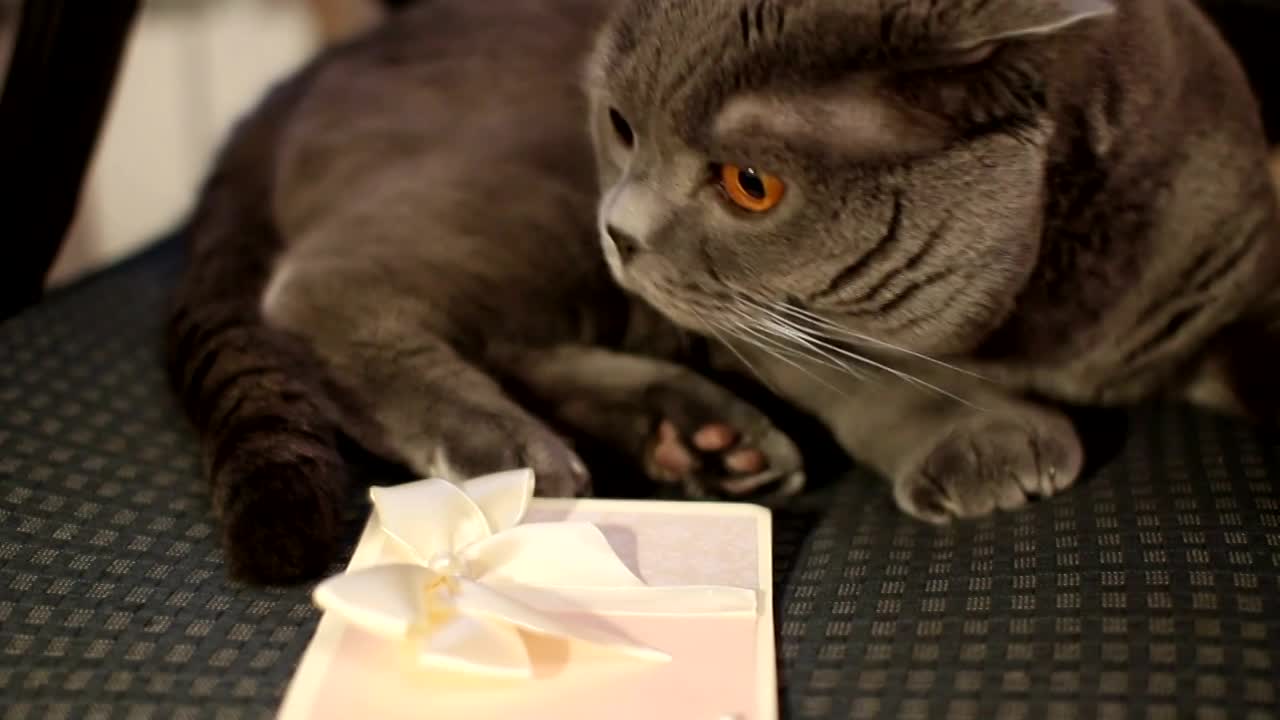 ΓΕΝΕΘΛΙΑ ΓΙΑ ΚΑΤΟΙΚΙΔΙΟ