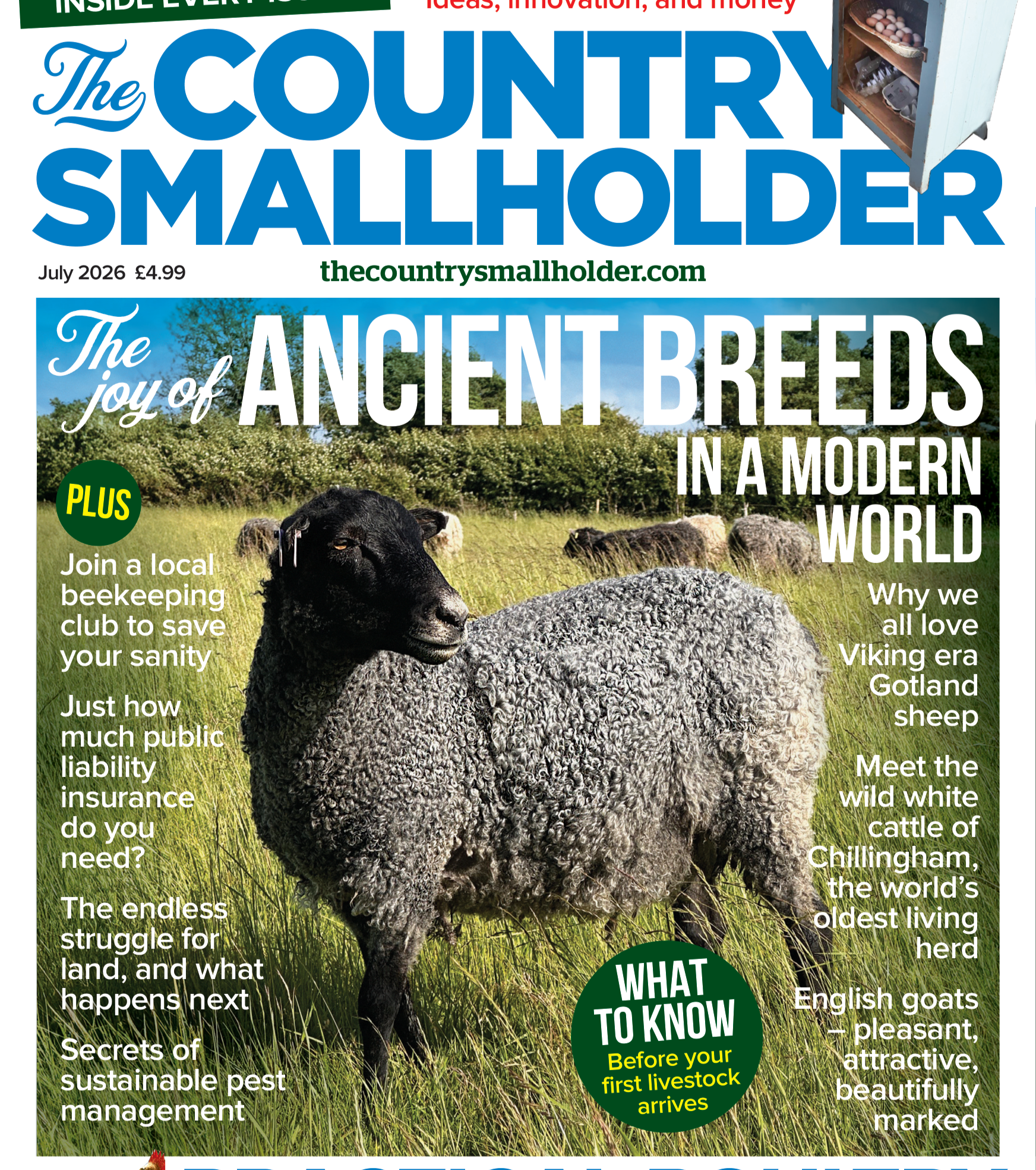 Gotland Sheep Featured in The Country Smallholder