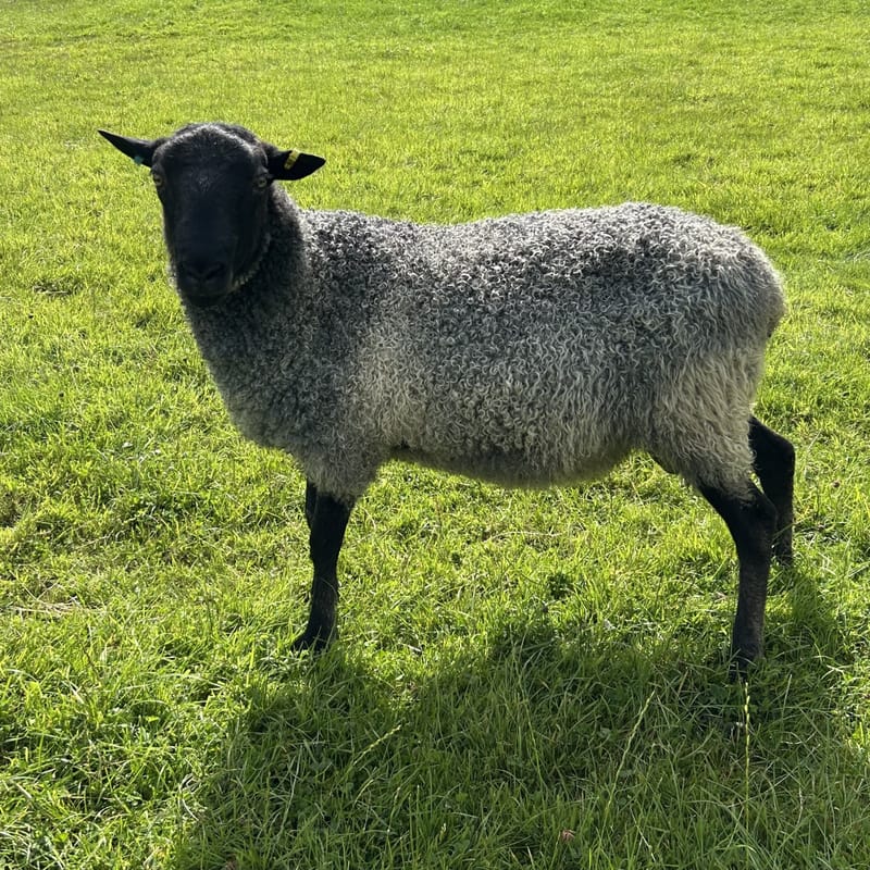 Gotland RAM